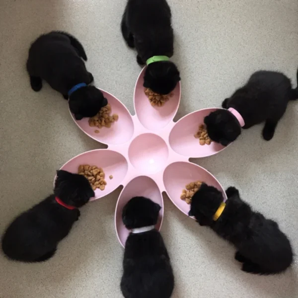 6-in-1 Dog & Cat Feeder with Anti-Choke Bowl and Water Bottle
